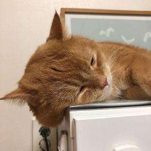 舔屄肏屄到高潮
